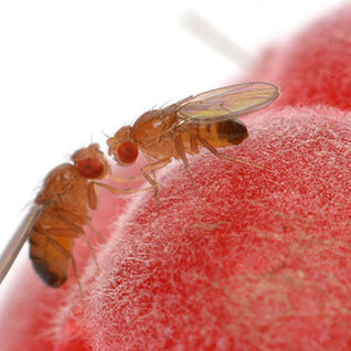 Die Plage im Sommer: Fruchtfliegen und wie man sie besiegt