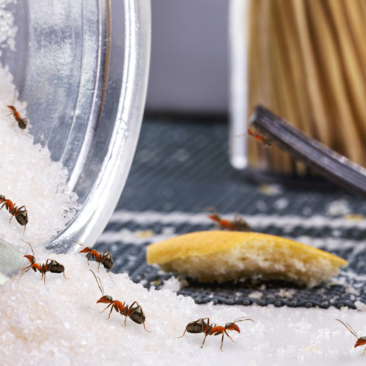Ameisen in der Wohnung – so können Sie sie loswerden!