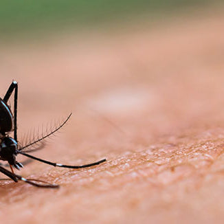 Natürliche Hausmittel gegen lästige Mücken im Sommer