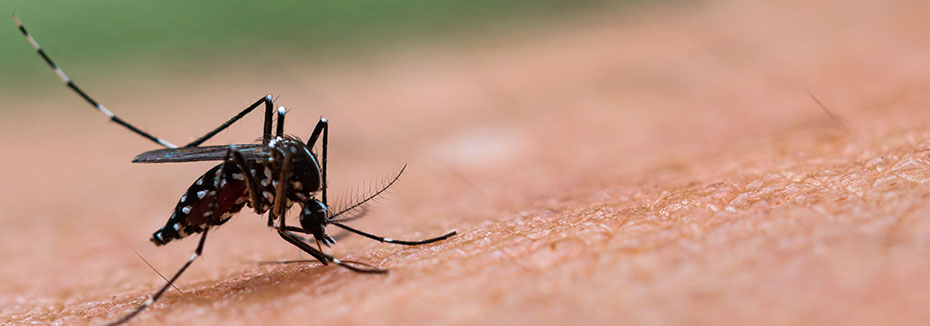 Natürliche Hausmittel gegen lästige Mücken im Sommer