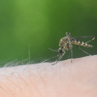 Mücken im Sommer – So bekämpfen Sie den lästigen Mitbewohner