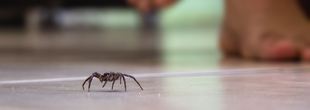 Spinnen sterben im Staubsauger – ist das wahr?
